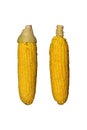 Boiled corn isolated on white background, clipping path Royalty Free Stock Photo