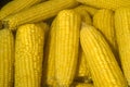 Boiled corn. Sale of freshly boiled hot corn at fair. Natural yellow background. Close-up, full frame.