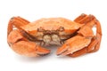 Boiled crab Royalty Free Stock Photo