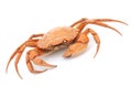 Boiled crab Royalty Free Stock Photo