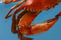 Boiled Crab Abstract Royalty Free Stock Photo