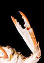 Boiled crab claws Royalty Free Stock Photo