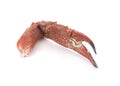 Boiled crab claws isolated on white background. Royalty Free Stock Photo