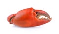 Boiled crab claws isolated Royalty Free Stock Photo