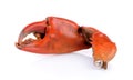 Boiled crab claws isolated Royalty Free Stock Photo