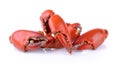 Boiled crab claws Royalty Free Stock Photo