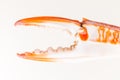 Boiled crab claws Royalty Free Stock Photo
