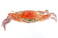 Boiled crab isolated Royalty Free Stock Photo