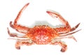 Boiled crab isolated Royalty Free Stock Photo