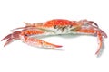Boiled crab isolated Royalty Free Stock Photo