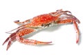 Boiled crab isolated Royalty Free Stock Photo