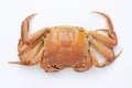 boiled crab Royalty Free Stock Photo