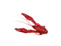 Boiled crawfish isolated on white Royalty Free Stock Photo