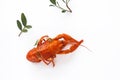 Boiled crawfish isolated on white. top view. Flat lay. Royalty Free Stock Photo