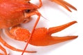Boiled crayfish Royalty Free Stock Photo
