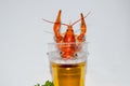 Boiled crayfish beer snack. .. Royalty Free Stock Photo