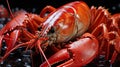 Boiled crayfish with ice on black background