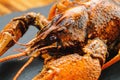 Boiled crayfish lies on a natural slate platter. Russian cuisine, Polish cuisine, Finnish cuisine, Greek cuisine