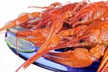 Boiled crayfish on a plate. Red crustaceans with large claws, on a white background Royalty Free Stock Photo