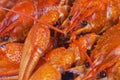 Boiled crayfish on a plate. Red crustaceans with large claws, on a white background Royalty Free Stock Photo
