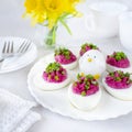 Boiled eggs stuffed with beetroot paste and sprinkled with chives. Royalty Free Stock Photo