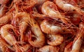 boiled Galician shrimp or common prawn (Palaemon serratus)