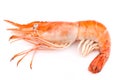 Boiled giant freshwater prawn