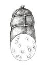 Boiled ham sausage sketched vector Royalty Free Stock Photo