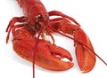 Boiled Lobster, homarus gammarus against White Background