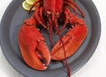 BOILED LOBSTER homarus gammarus ON PLATE