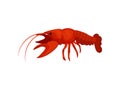 Boiled lobster on white background. Vector illustration. Royalty Free Stock Photo