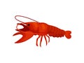 Boiled lobster on white background. Vector illustration.