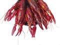 Boiled louisiana crawfish Royalty Free Stock Photo