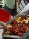 Boiled Louisiana Crawfish or Crayfish Royalty Free Stock Photo