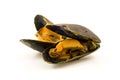 Boiled mussels Royalty Free Stock Photo