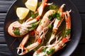 Boiled Nephrops norvegicus, Norway lobster, Dublin Bay prawn, la Royalty Free Stock Photo