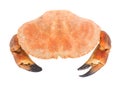 Boiled orange crab with large claws Royalty Free Stock Photo