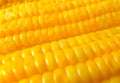 Boiled Orange Yellow Sweet Corn, Closed up, Background