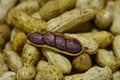 The boiled peanut Royalty Free Stock Photo