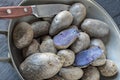 Boiled potatoes Violet Queen