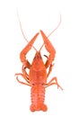 Boiled red crawfish Royalty Free Stock Photo