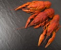 Boiled red crawfish ready to eat. Beer snack. Crayfish to beer. Red boiled crayfish on stone slate dark background. Royalty Free Stock Photo