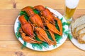 Boiled red crawfish on a white plate with green fennel on a wooden background.