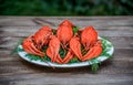 Boiled red crawfish on a white plate with green fennel on a wooden background.