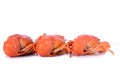 Boiled red crawfishes Royalty Free Stock Photo