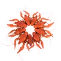 Boiled red crawfishes Royalty Free Stock Photo