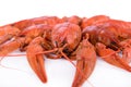 Boiled red crawfishes Royalty Free Stock Photo