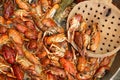 Boiled red crayfish or crawfish with herbs. Royalty Free Stock Photo