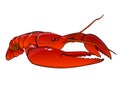 Boiled red lobster Royalty Free Stock Photo
