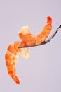 Boiled Shrimp on a Fork Royalty Free Stock Photo